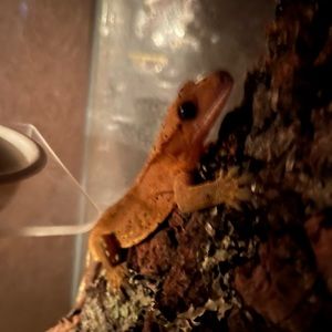 Meet your Posher, Renee